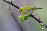 Indian White-eyeborder=